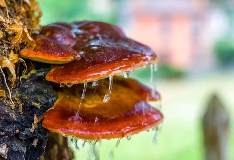 Fotografía premiada de setas sobre un tronco con gotas de resina