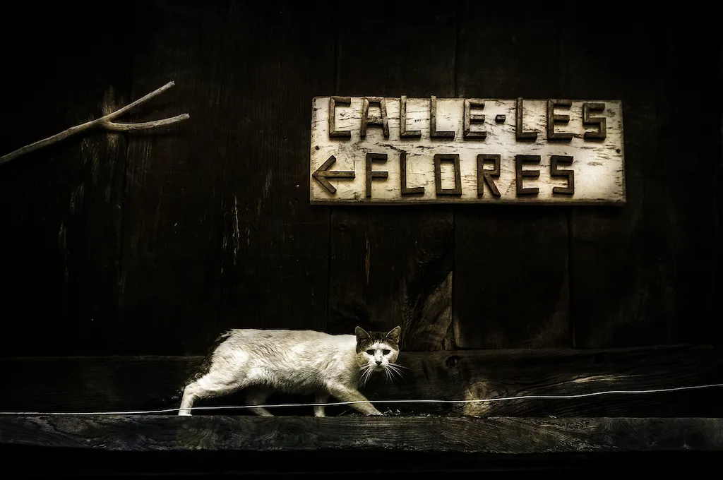 Fotografía ganadora del tema del valle: un gato blanco pasa ante un cartel de madera que dice «Calle-les Flores»