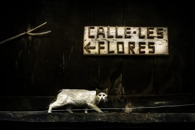 Fotografía ganadora del tema del valle: un gato blanco pasa ante un cartel de madera que dice «Calle-les Flores»