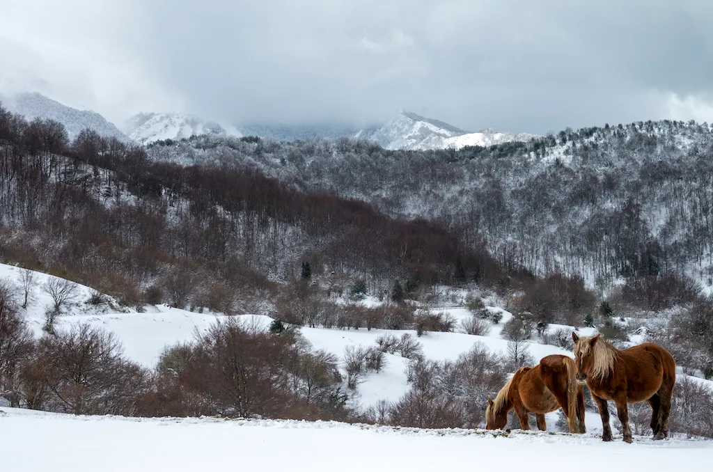 Fotografía finalista del IX Concurso de Fotografía Serondaya: Caballos en la nieve — Francisco Menéndez Menéndez